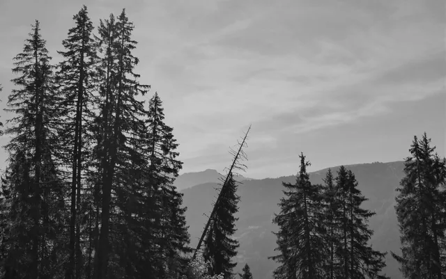 Fine-art black-and-white forest photograph in a frame